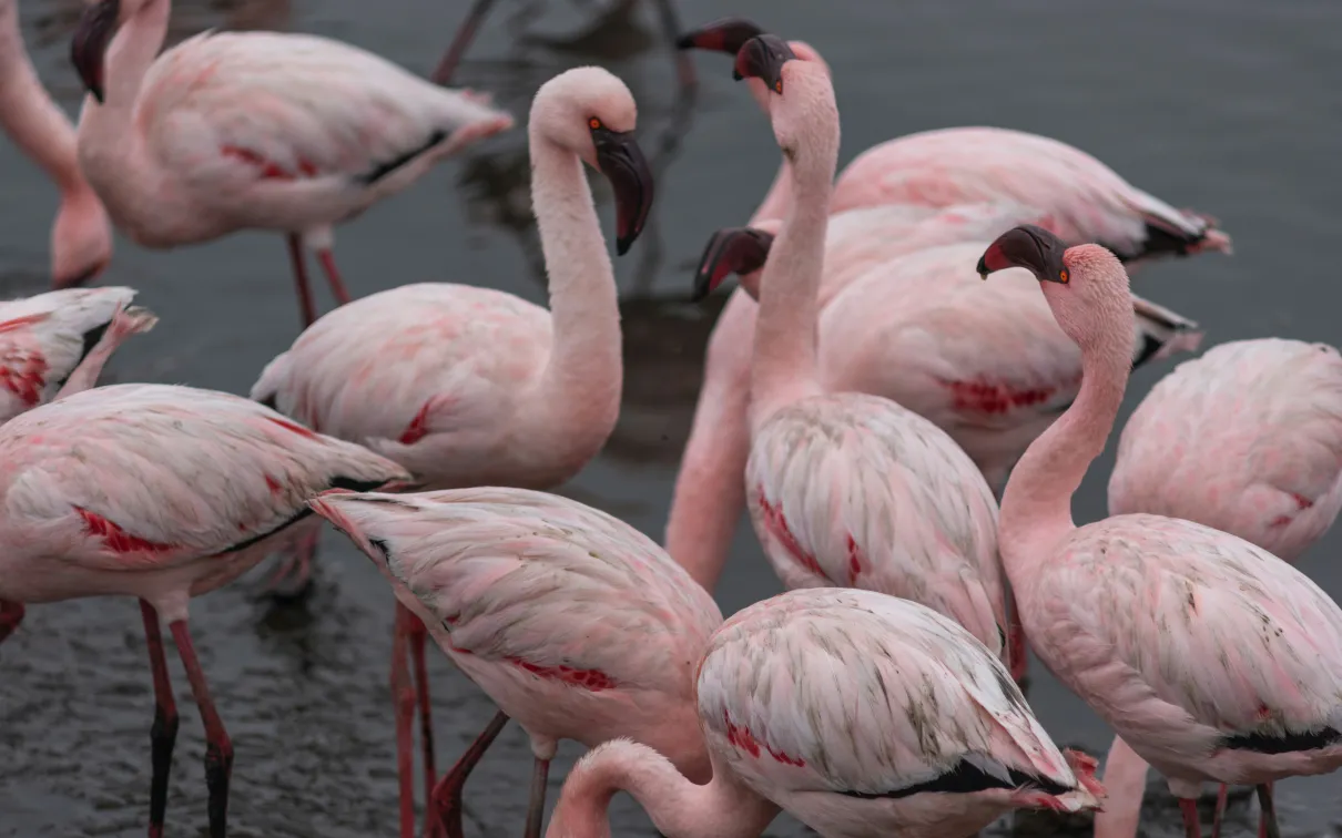 Flamingos in Walvis Bay, Namibia. © Vladimir Oprisko, 2022.