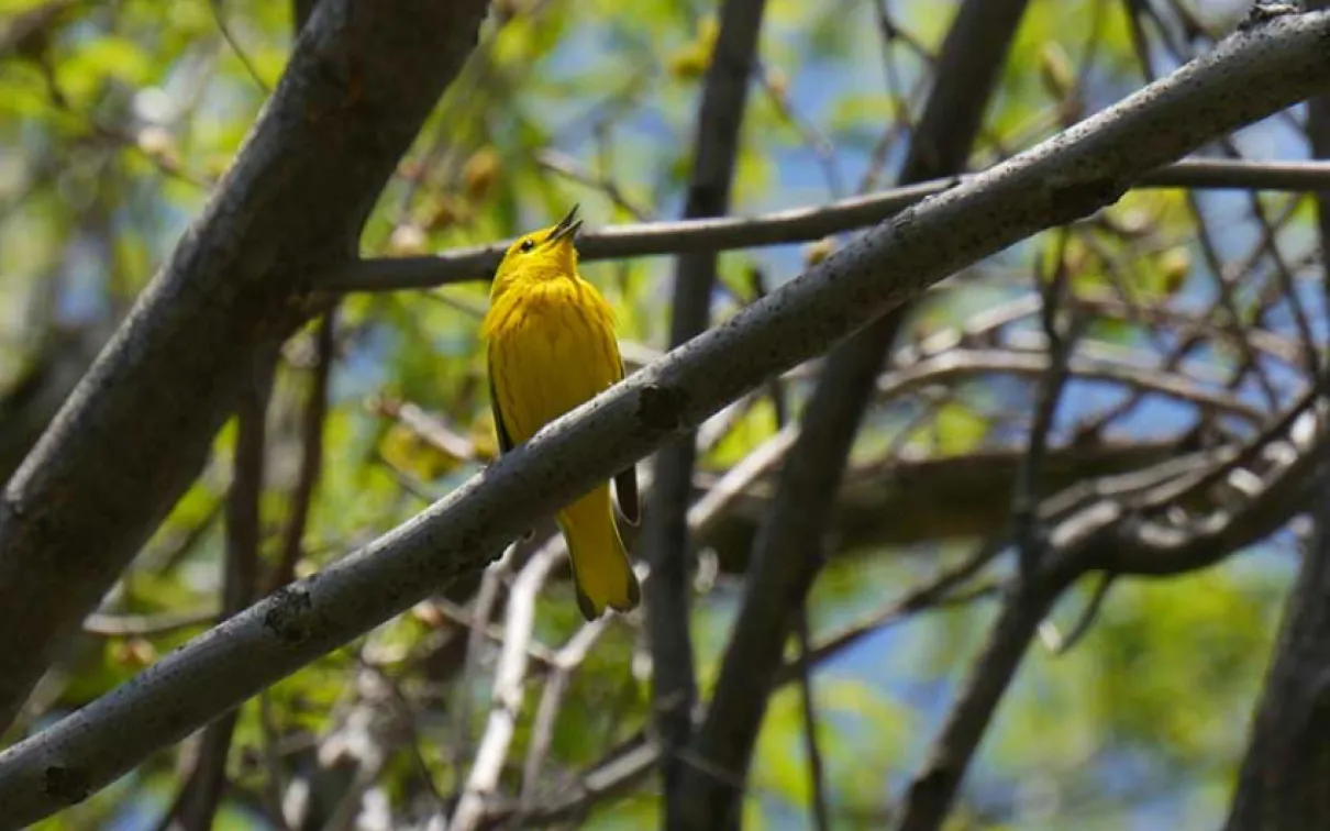 Humber Arboretum Birding