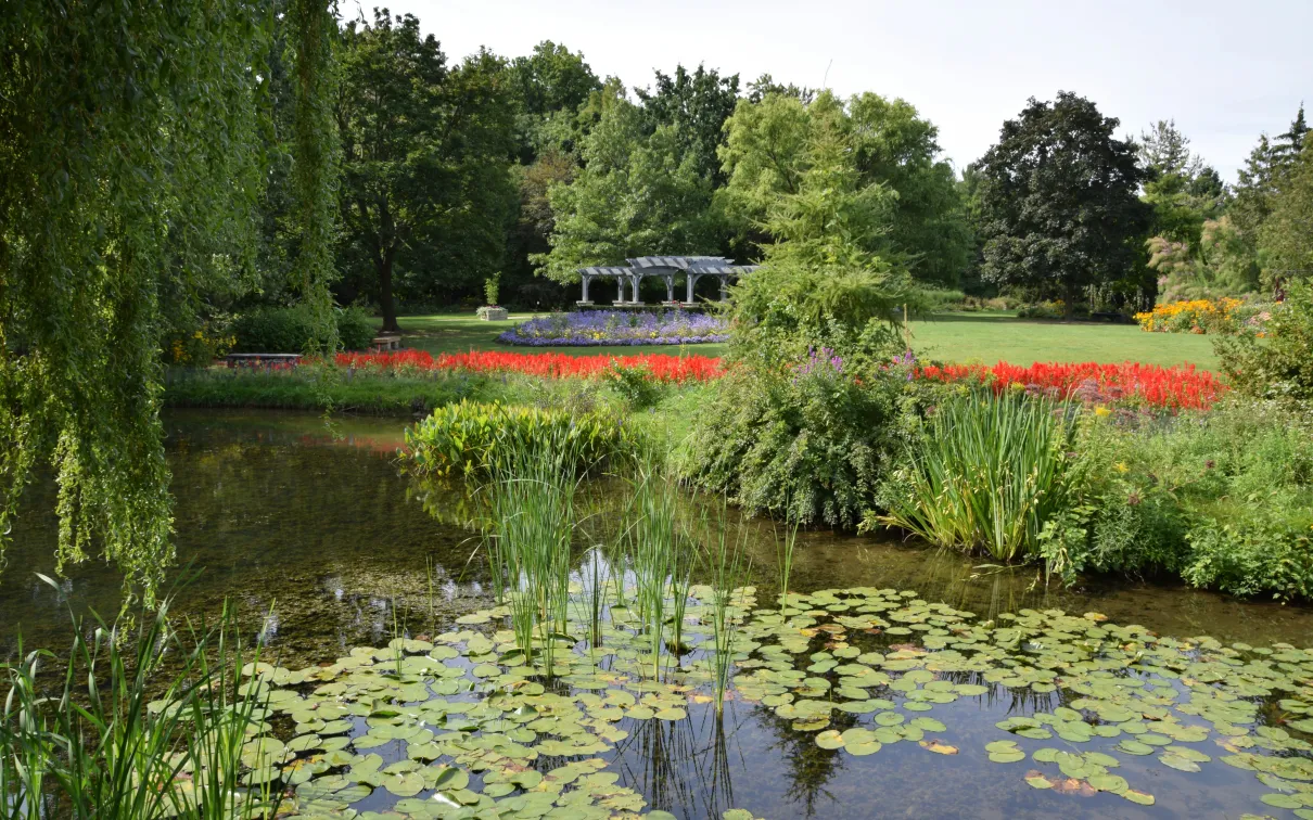 Lily Pond
