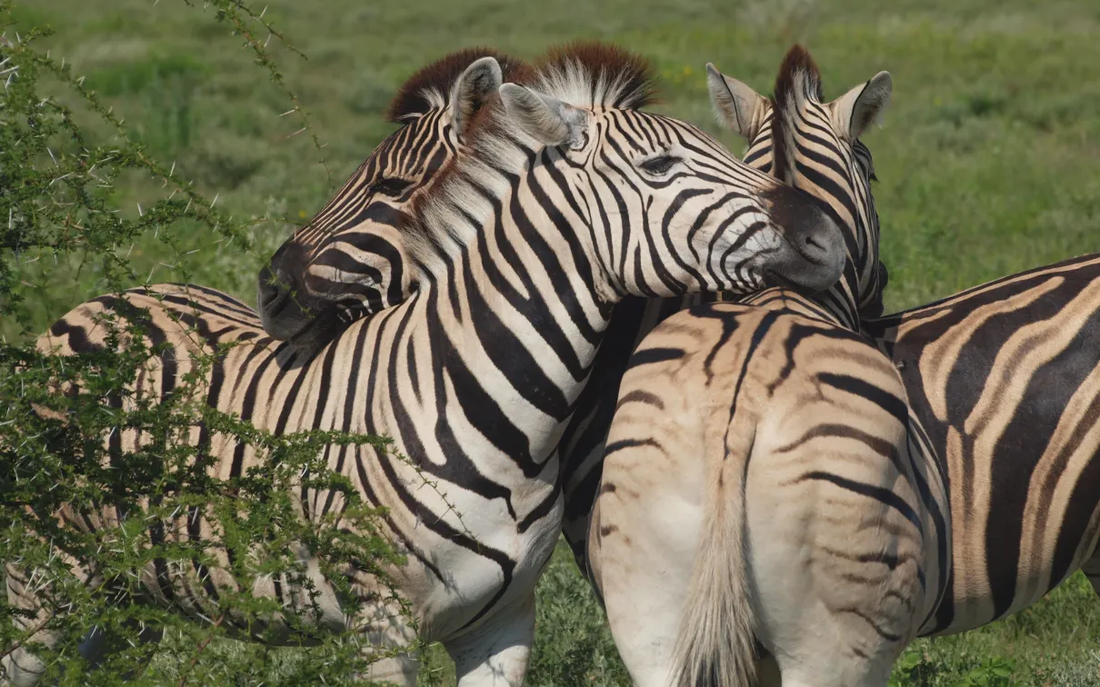Burchell's Zebra, Namibia. © Penelope Hughes, 2025.