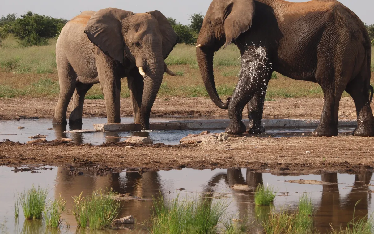 Elephants, Namibia. © Penelope Hughes, 2025.
