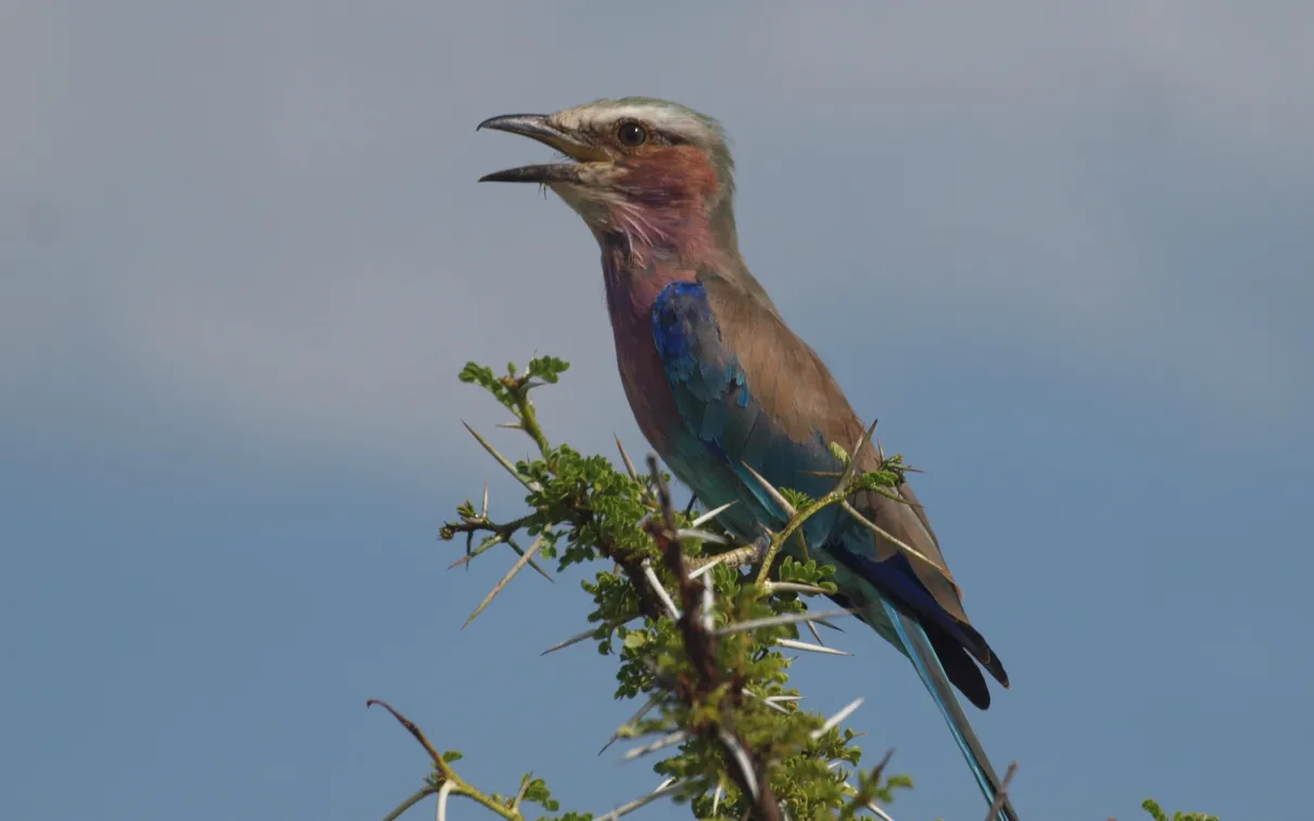 Lilac-Breaster Roller, Namibia. © Penelope Hughes, 2025.