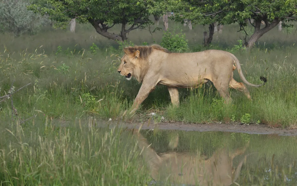 Lion, Namibia. © Penelope Hughes, 2025.