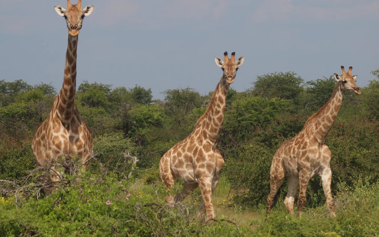 Namibia Giraffe, Namibia. © Penelope Hughes, 2025.