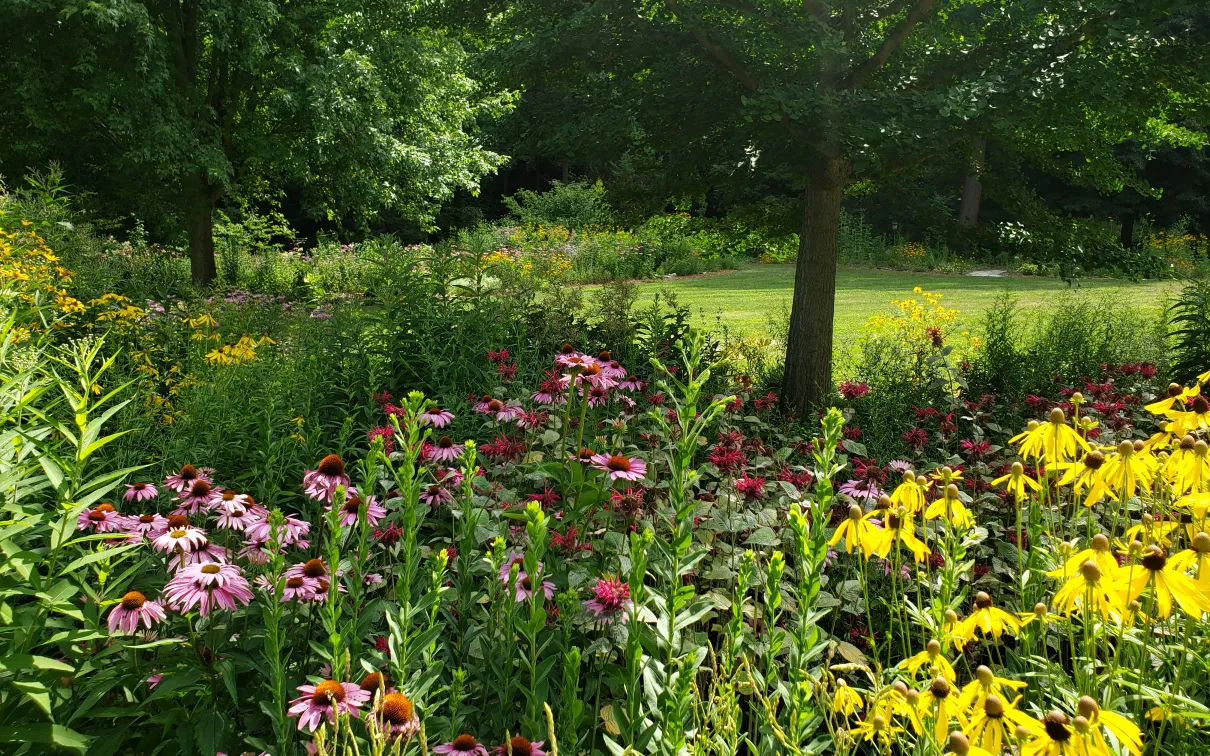 Pollinator garden