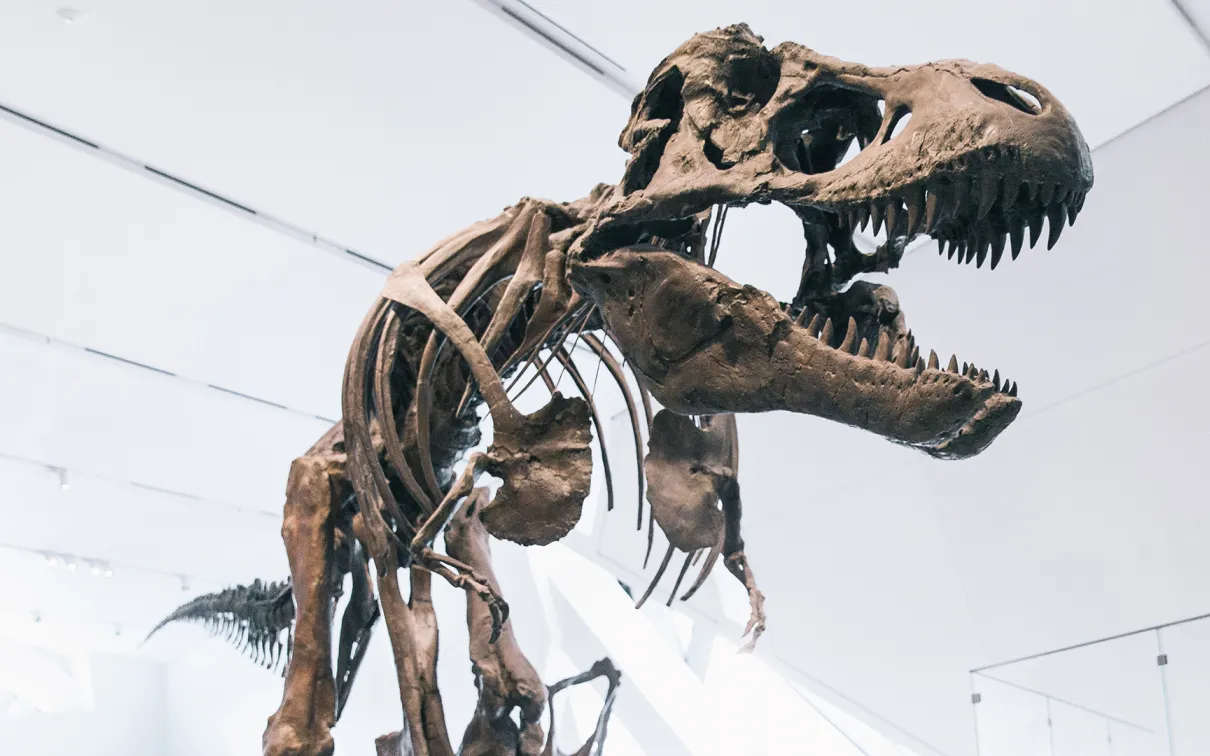 Dinosaur skeleton with large skull and open jaws displayed indoors under bright lighting.