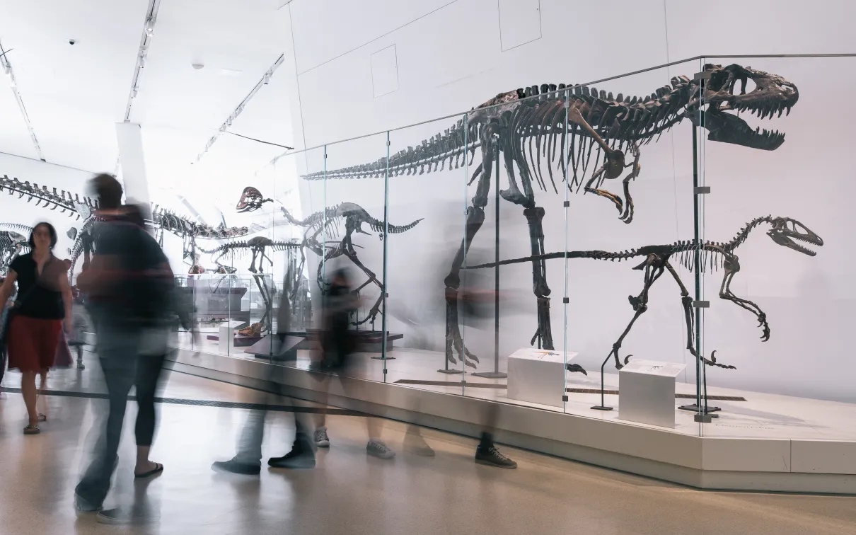 Visitors staring at an artificial dinosaur fossil.