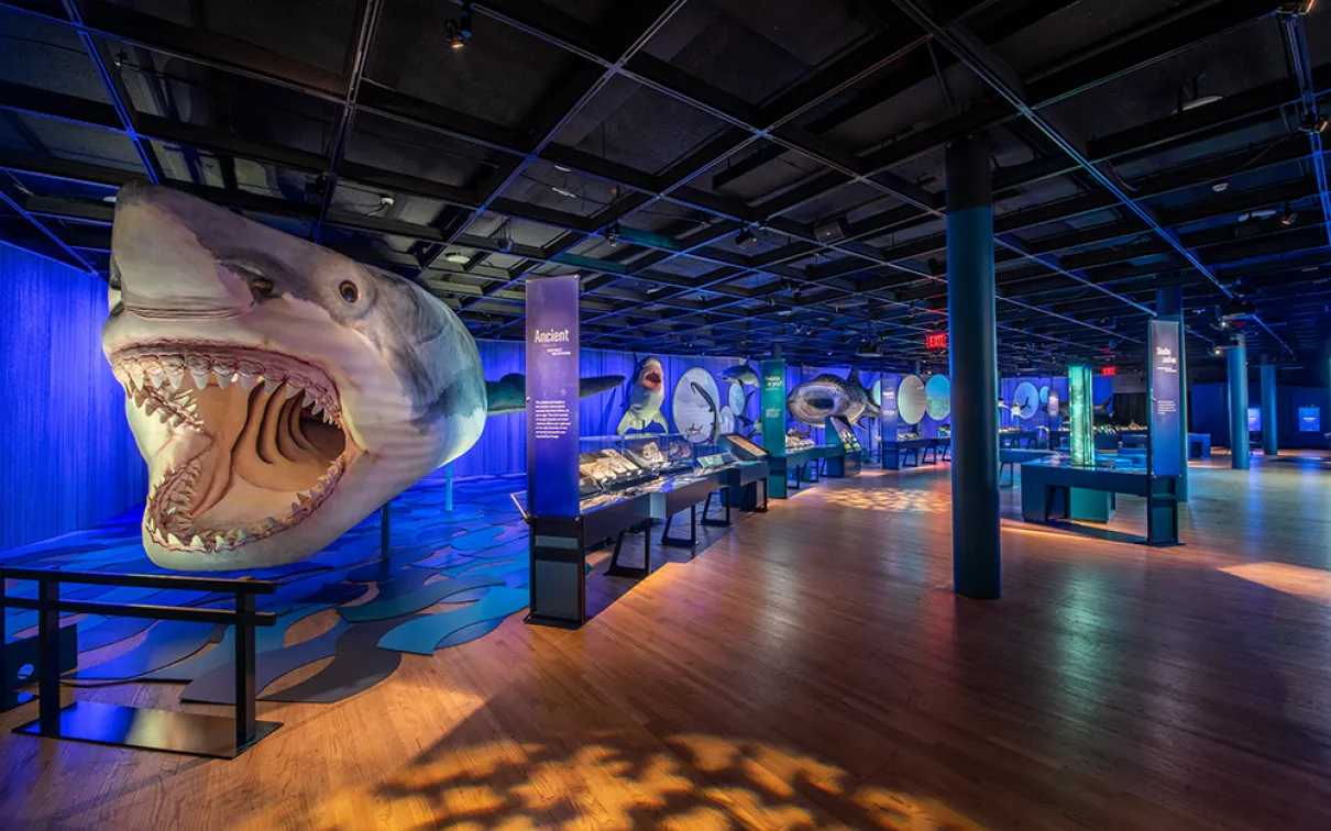 Megalodon model in Sharks exhibition