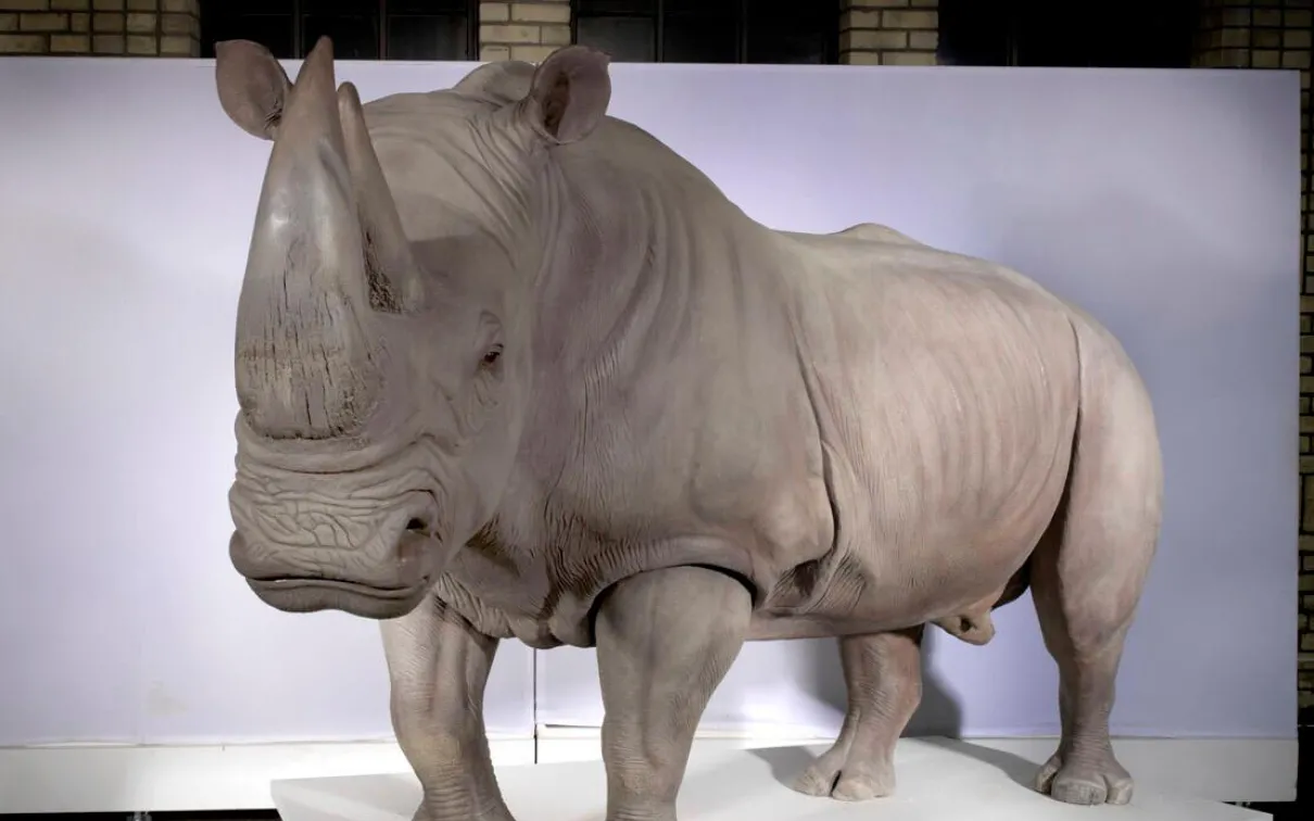 White Rhinoceros replica