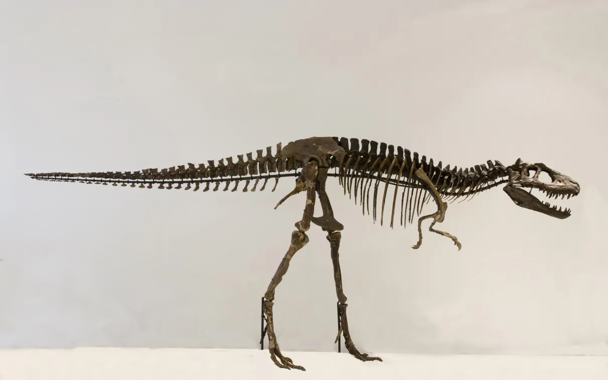 Albertosaurus