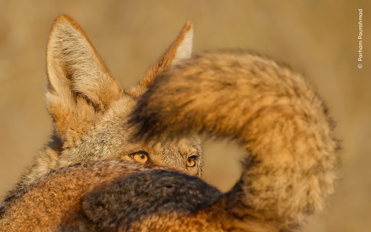 Gros plan, à la lumière du matin, des yeux ambrés d'un coyote mâle encadrés par la queue à pointes noires d'une femelle.