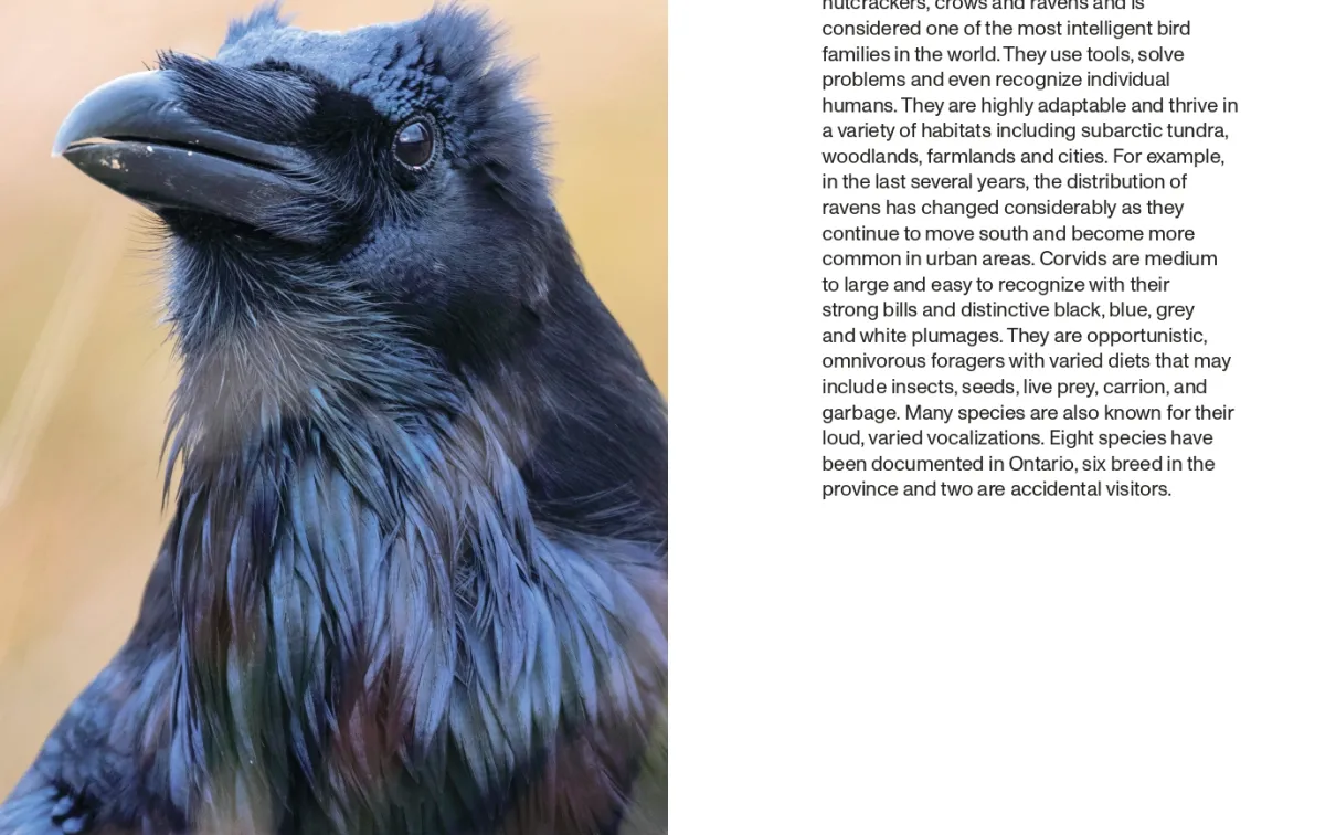 Crows, Jays and Magpies