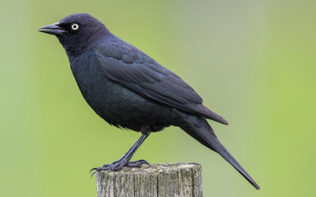Photo of Brewer’s Blackbird