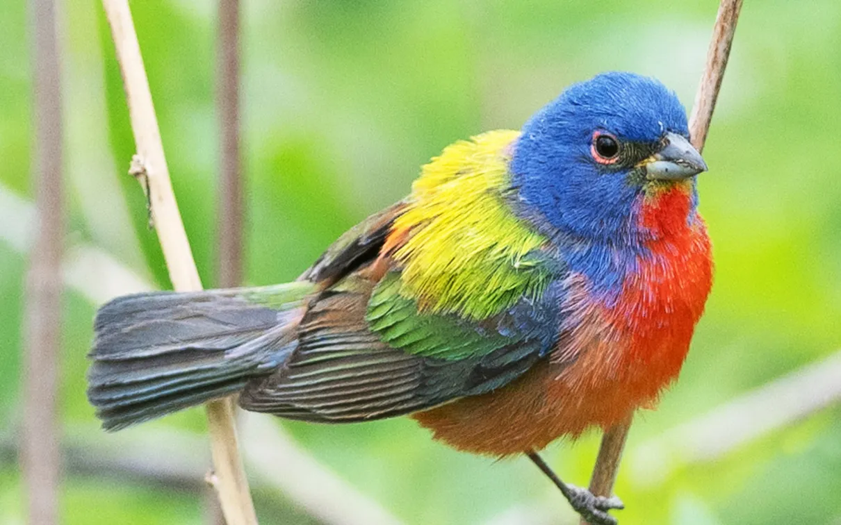 Photo of Painted Bunting 