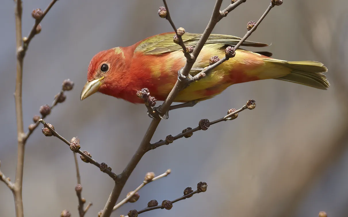 Summer Tanager 