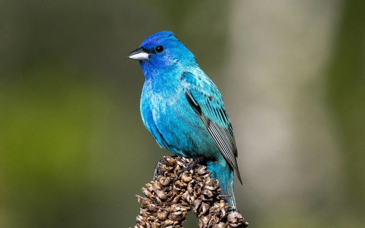 Photo of Indigo Bunting