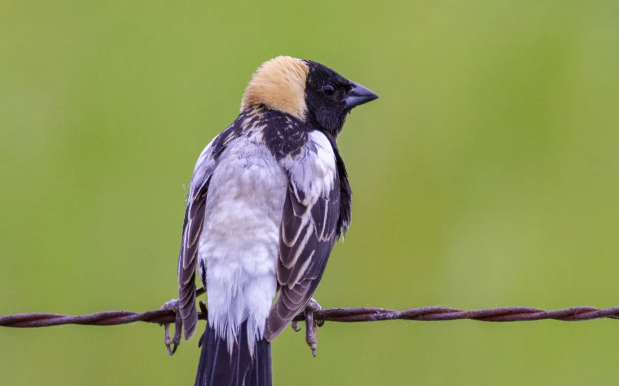 Photo of Bobolink