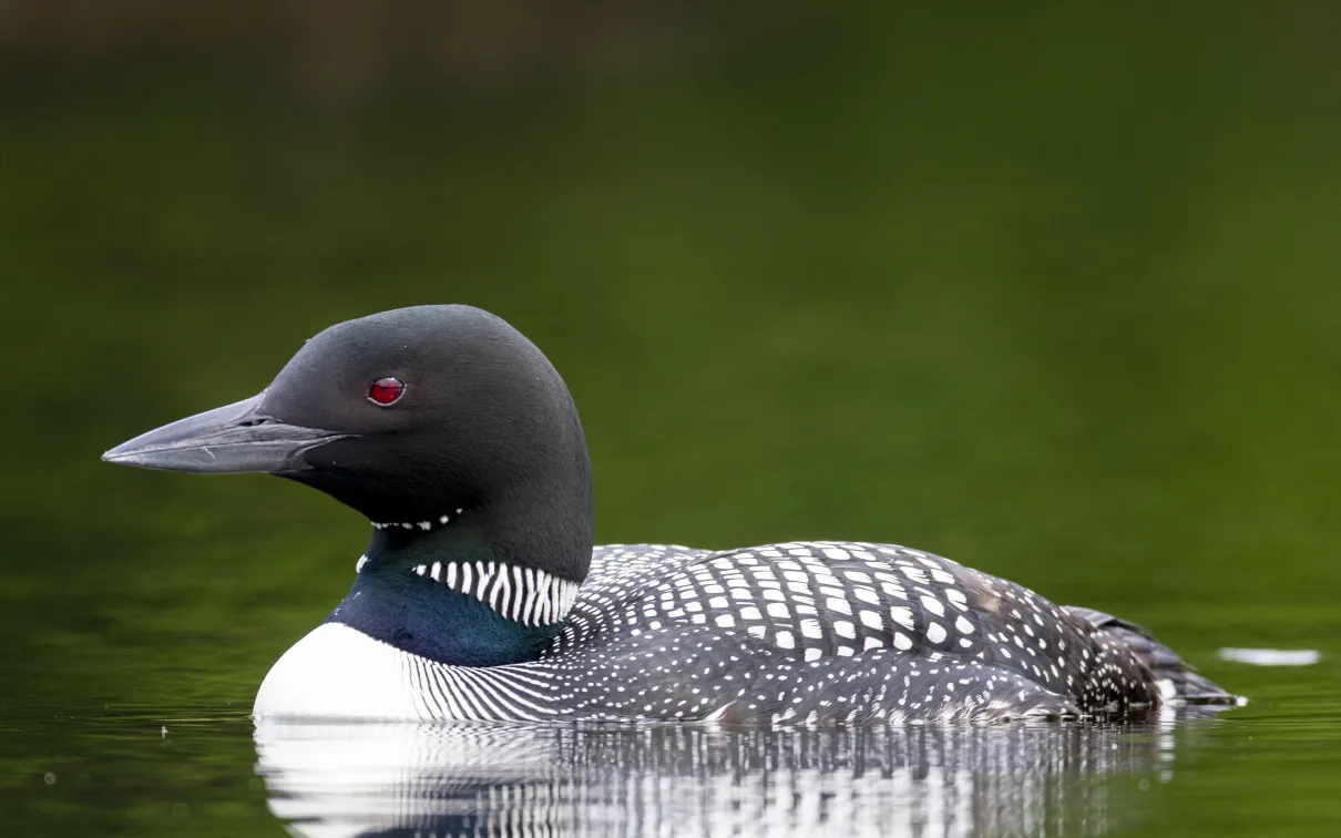 Photo of Common Loon 
