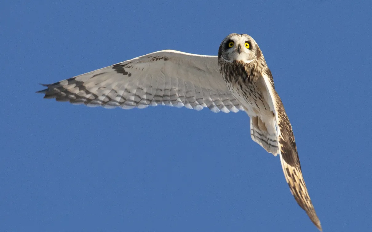 Photo of Short-eard Owl
