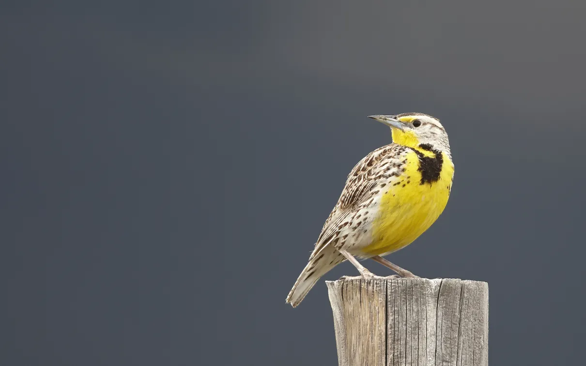 Photo of Western Meadowlark