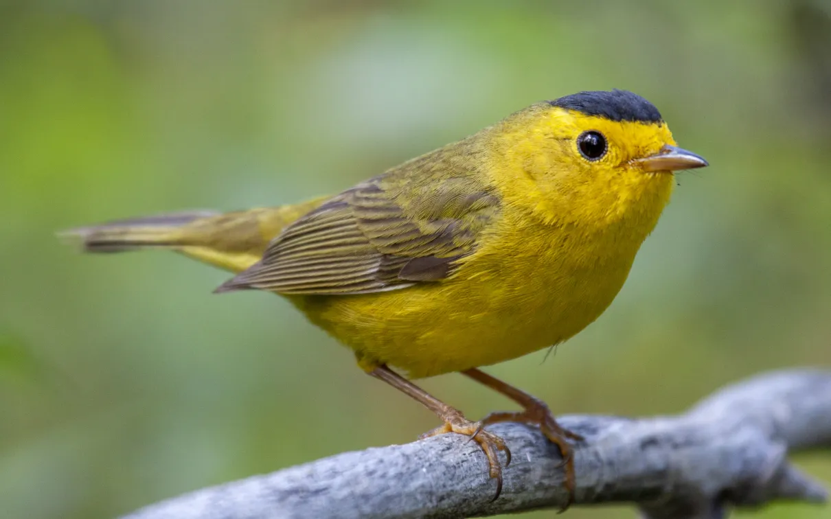 Photo of Wilson’s Warbler