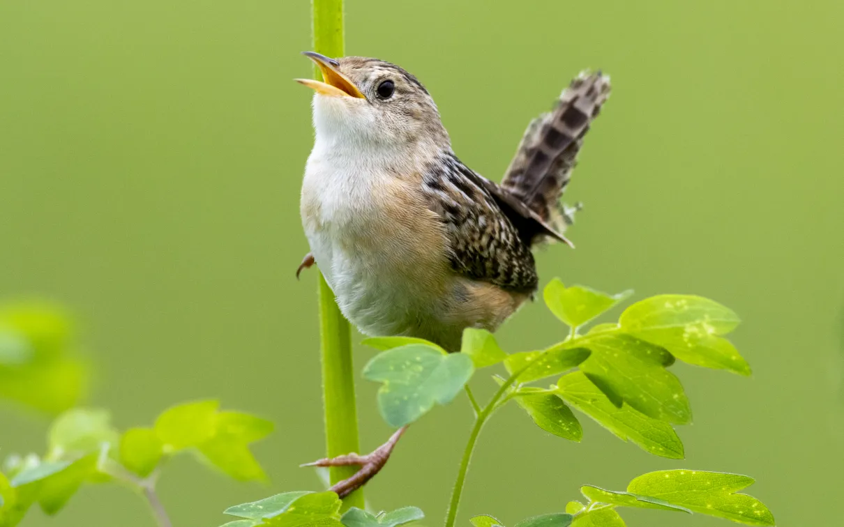 Black-and-White Warbler 