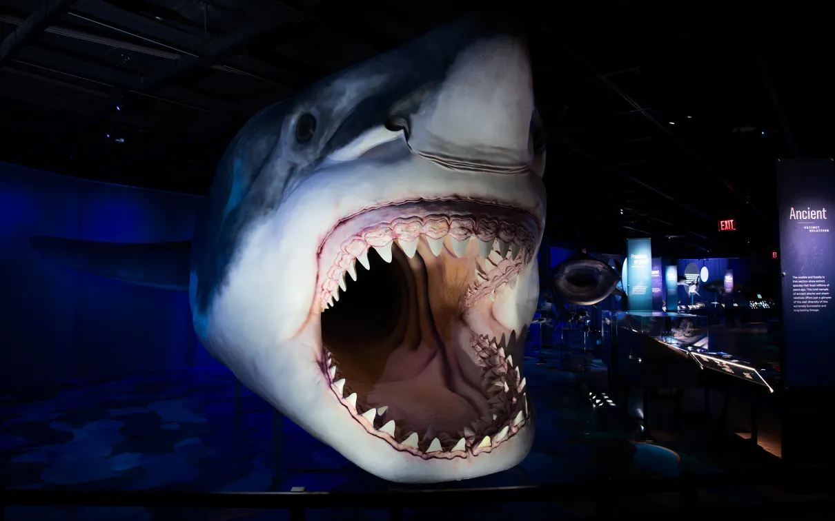 Megalodo shark recreation in a museum with jaws wide open