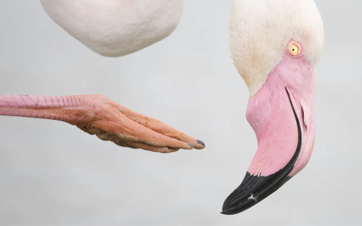 Detail of a claw and head of a flamingo on a light grey background.