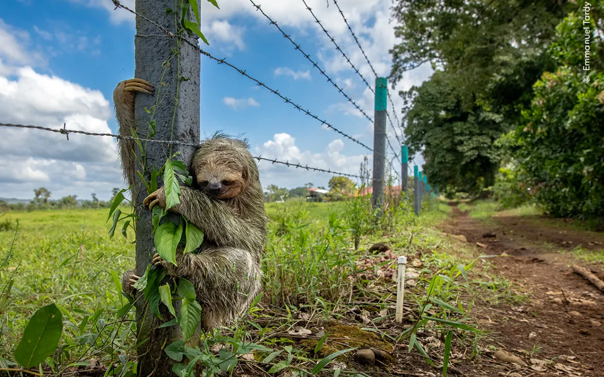 No Place Like Home by Emmanuel Tardy, France. Traffic slowed to a crawl as this sloth crossed the road, eventually reaching a fence post and gripping firmly.  © Emmanuel Tardy