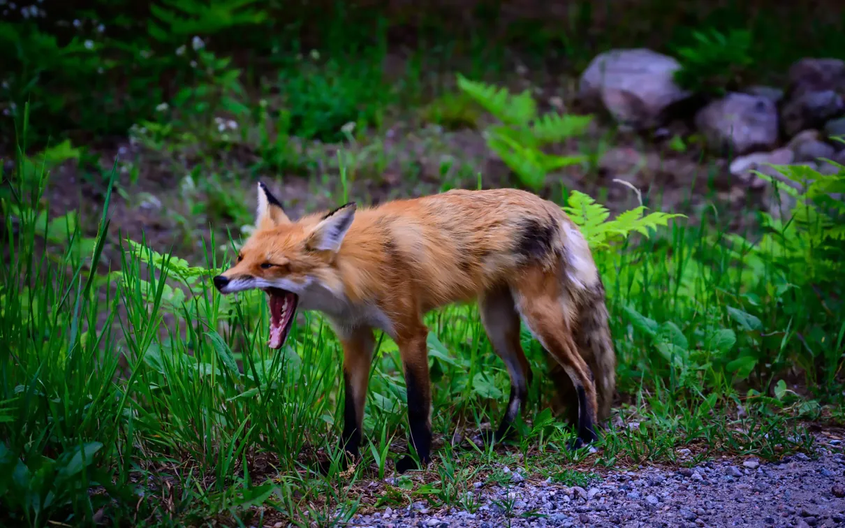Fox walking along the side of a dirt road yawning