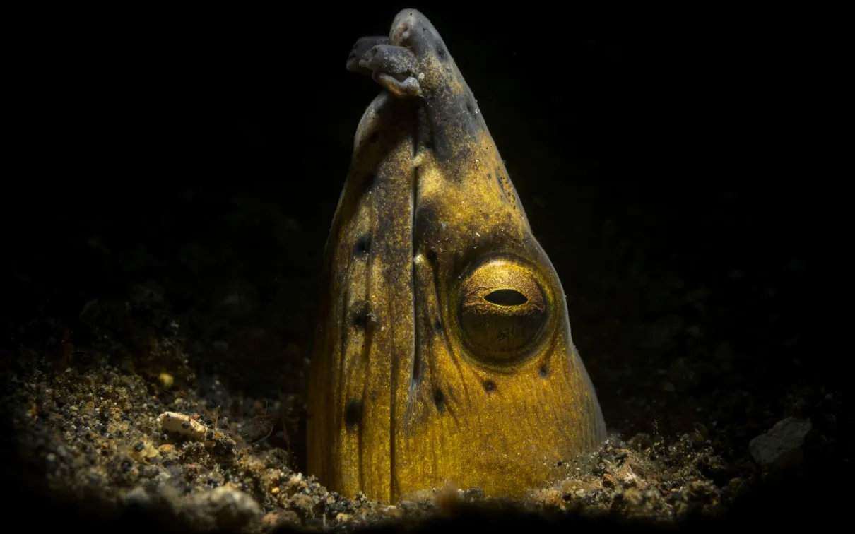 2025 #ROMwpyON Honourable Mention An eel pops it heads out of the dark water