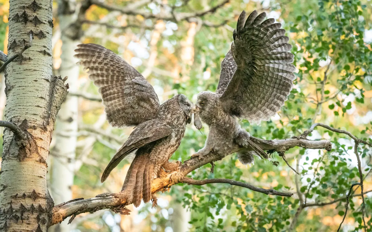 2025 #ROMwpyON Honourable Mention Two owls with wings spread wide feeding on a mouse