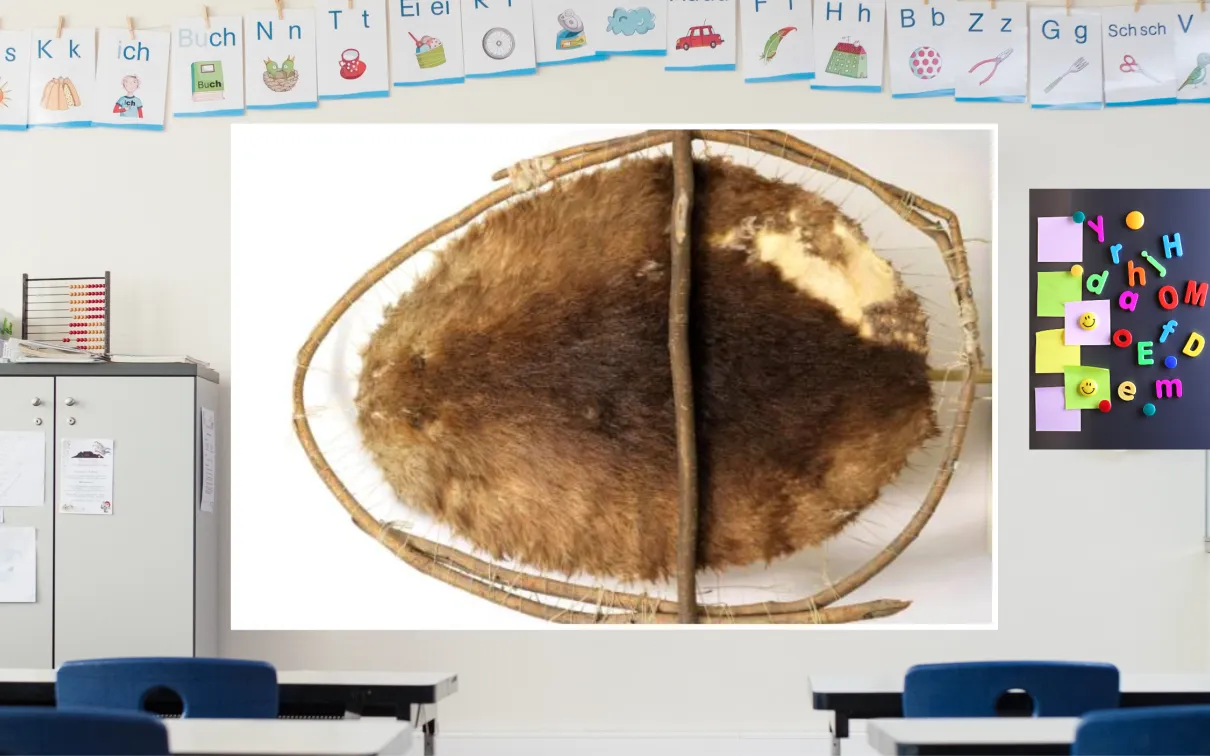 Virtual Now Known as Canada A screen in a colourful classroom displays an image of a stretched beaver pelt