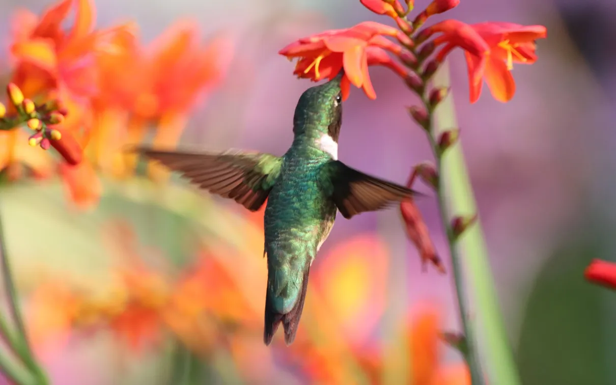 Hummingbird mid air in front of a flower