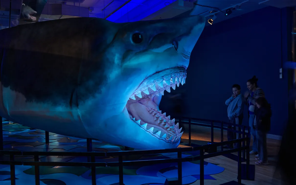 Side view of the megalodon model