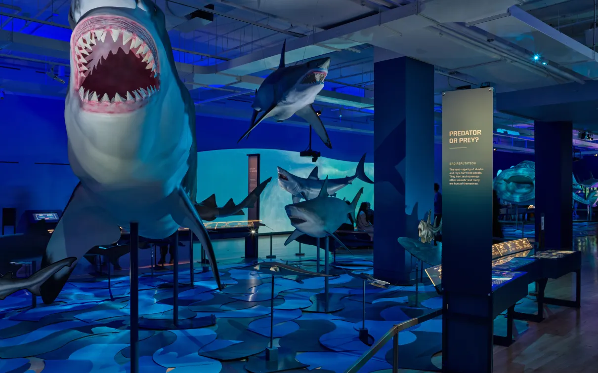 In-gallery image of a Shark model