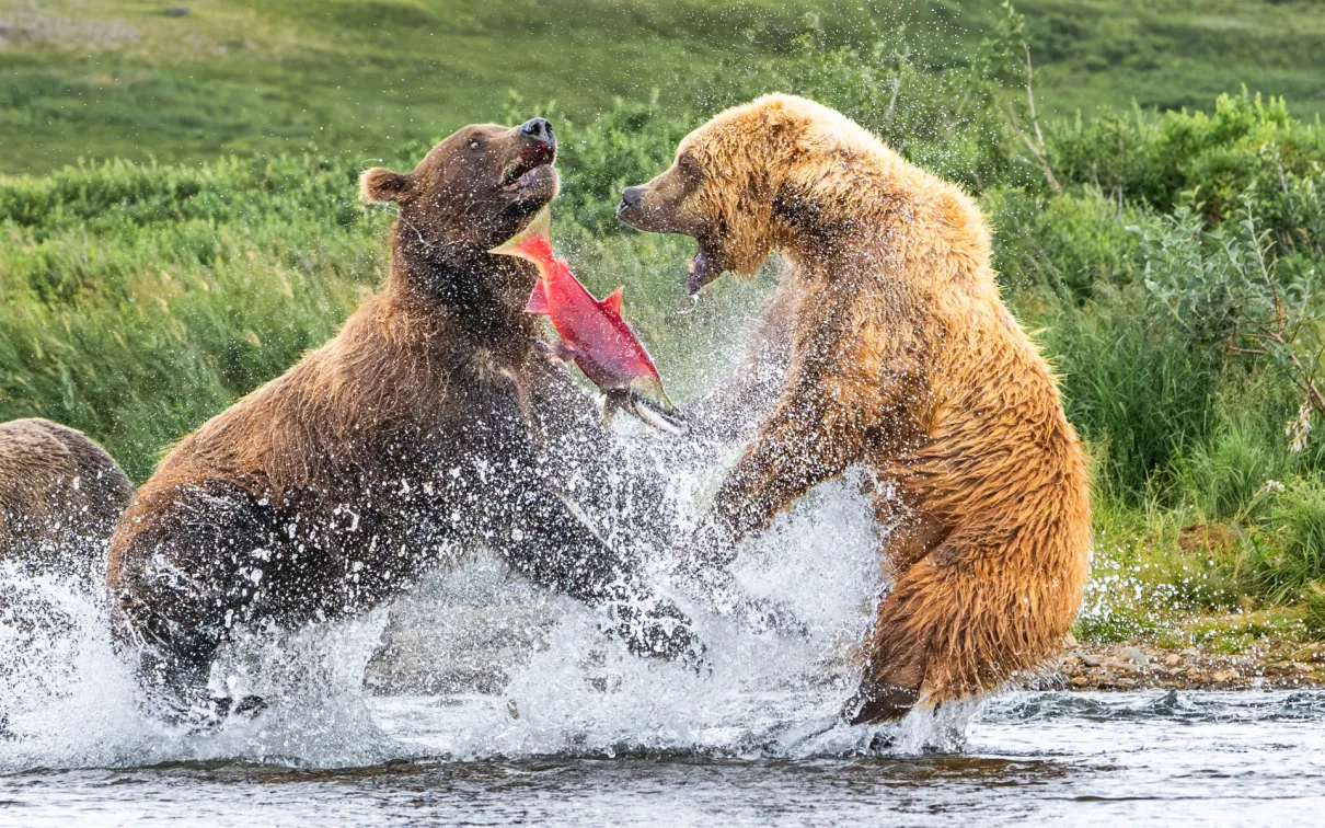 Two brown bears fighting over a salmon in a river