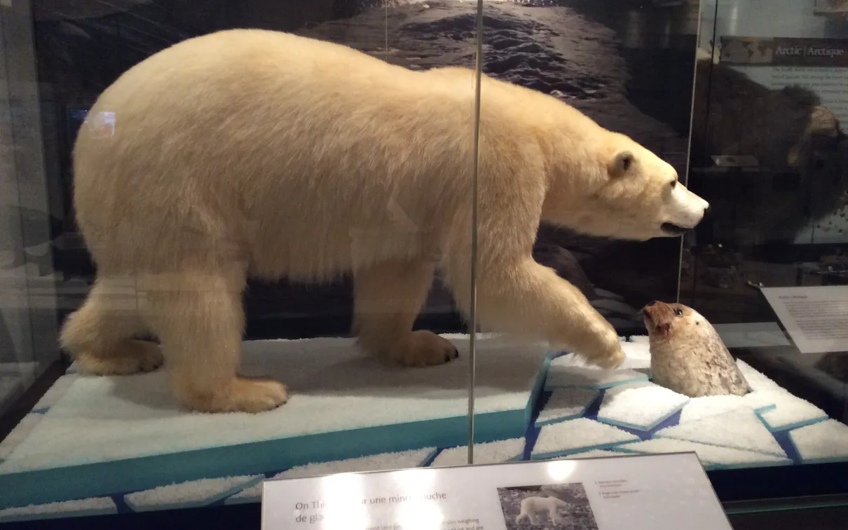 A museum display case showing a polar bear standing on ice next to a hole, through which a seal pokes its head.