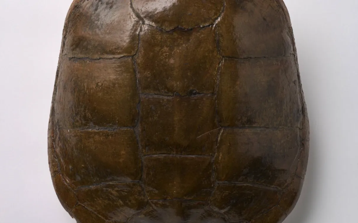A dark brown shell covered in round to rectangular scutes
