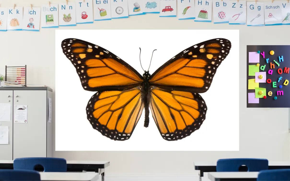 A colourful classroom displays an image of an orange and black butterfly on a screen at the front of the room.