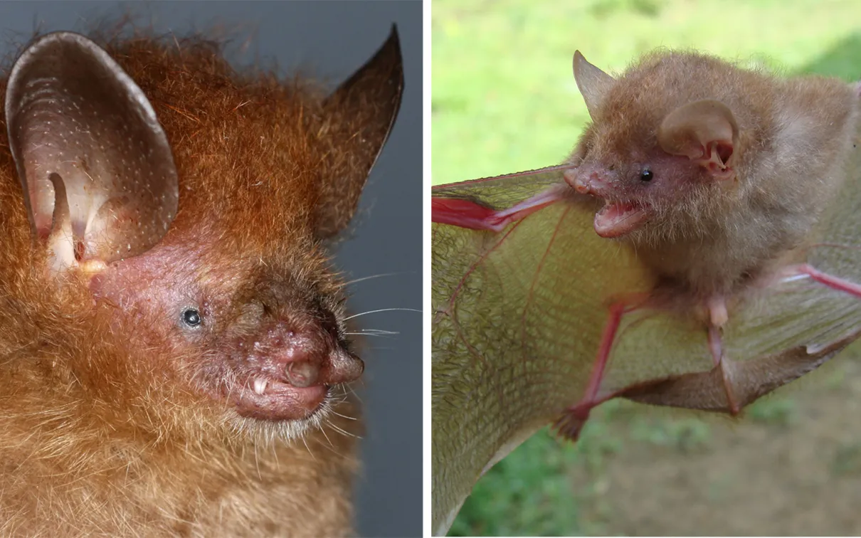 Two bat species: Murina alvarezi, Murina baletei