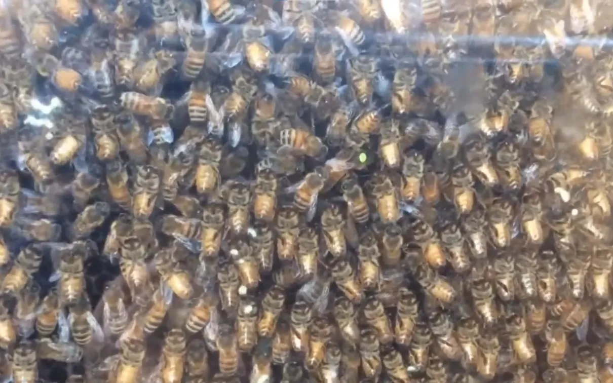 A closeup of a hive filled with hundreds of bees.