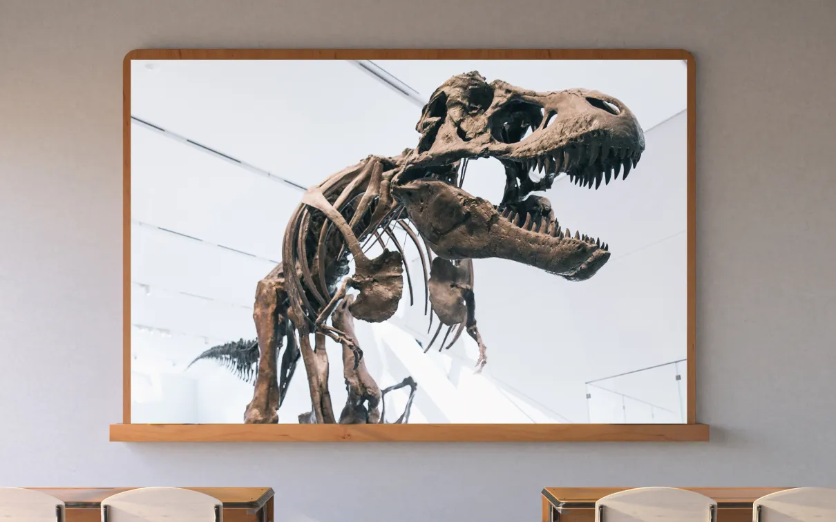 A screen in a classroom shows a dark brown skeleton of a Tyrannosaurus rex in a white gallery.