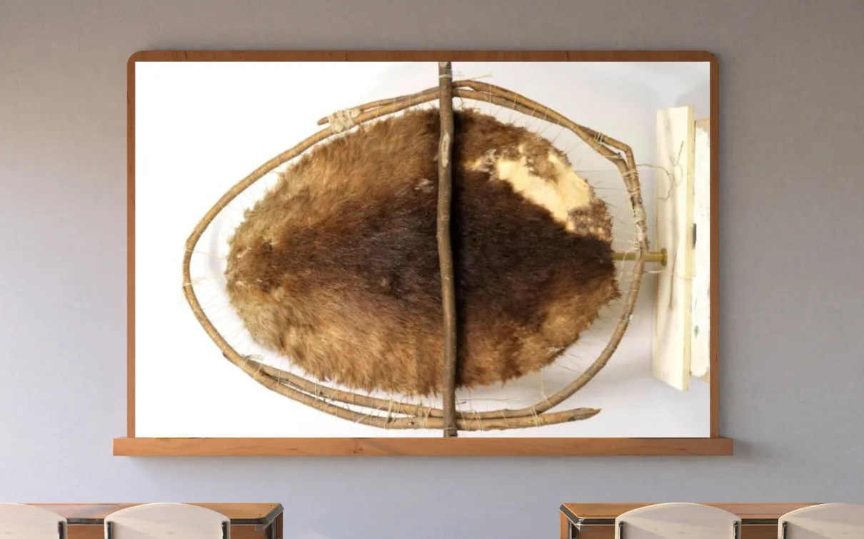 A screen in a classroom displays an image of a beaver pelt stretched on a wood frame.