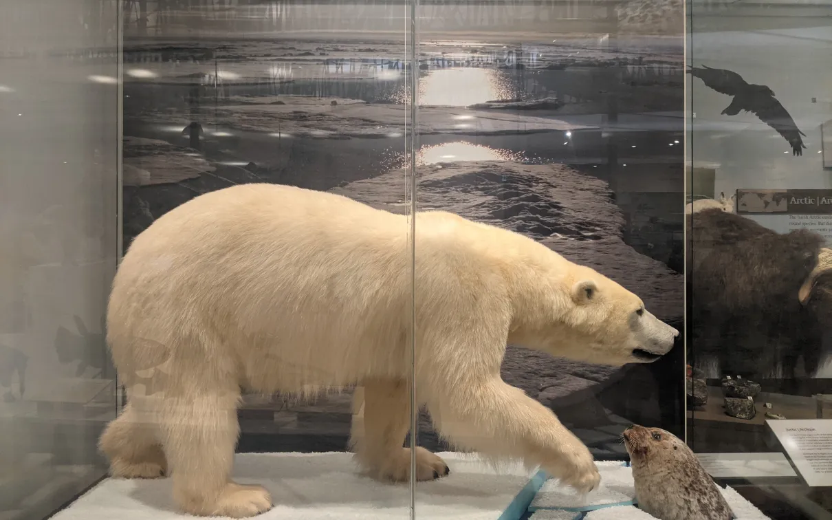 A taxidermy mounted polar bear on an ice floe hunts a taxidermy mounted ringed seal whose head pops out amid chunks of ice in a museum display