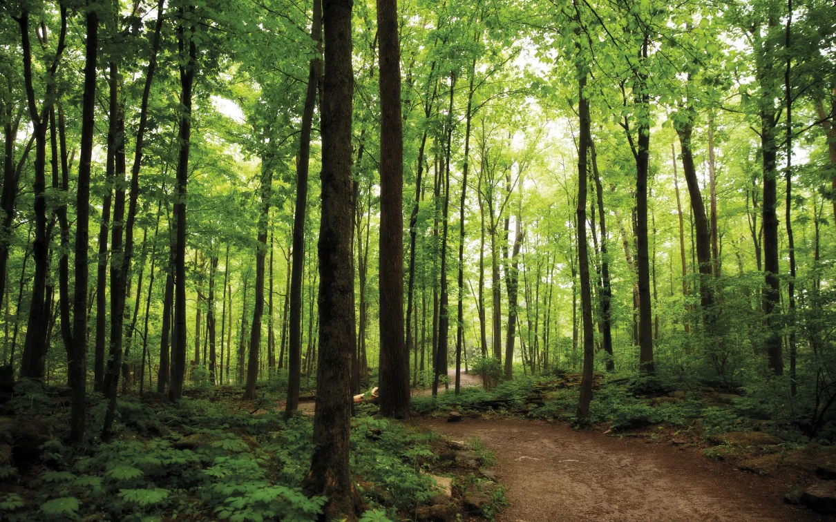 Woods around Crawford Lake 