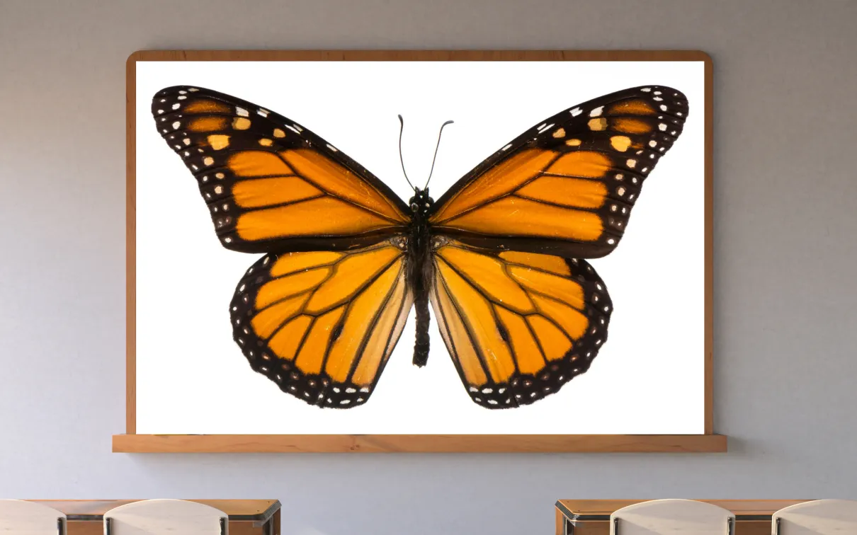 A screen in a classroom displays an orange-and-black butterfly.