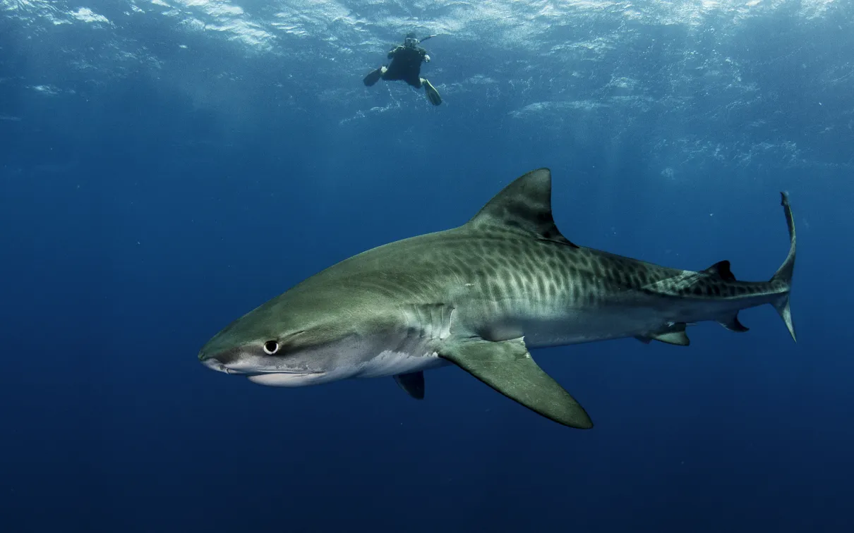 A large shark swims near the surface of the water. A diver is swimming in the background.