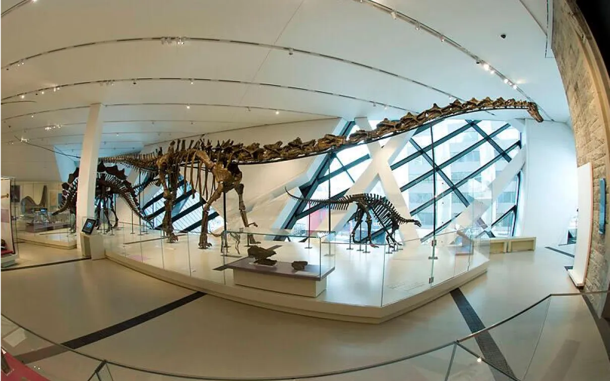 Fossils of a large, long-necked dinosaur in a white gallery with a window behind it. Smaller dinosaur skeletons are below its neck and tail.