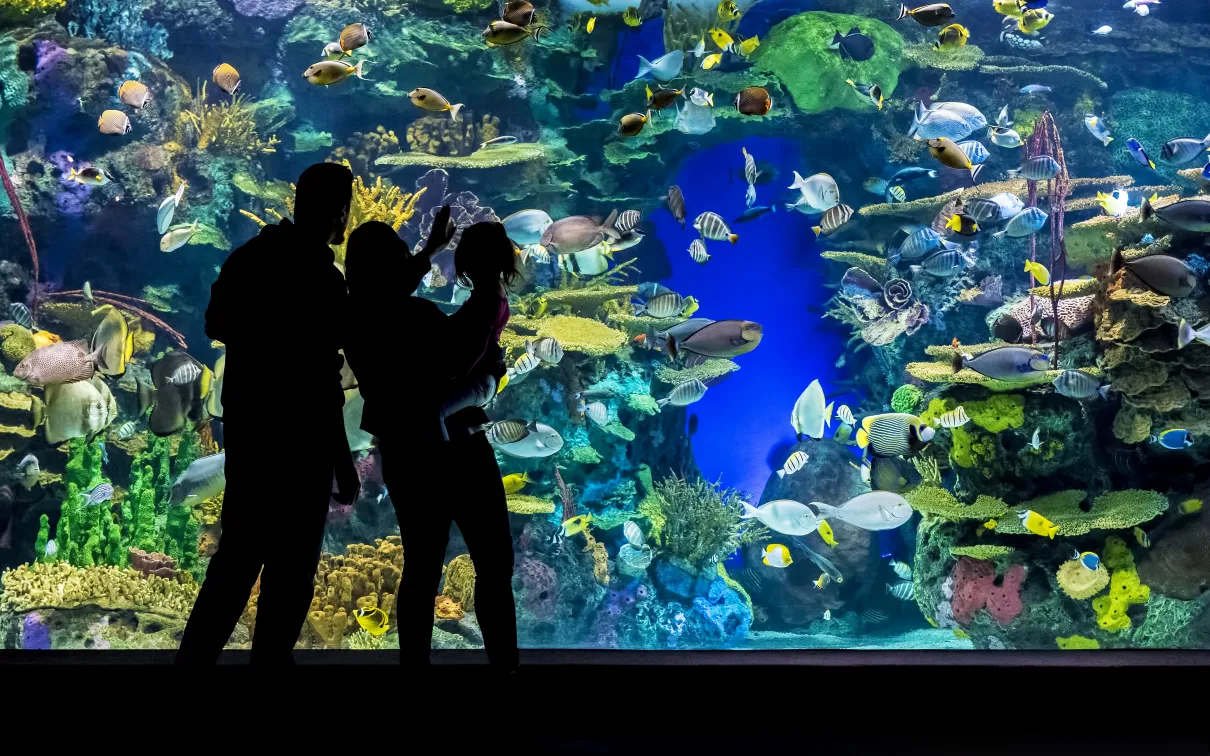 Two adults holding a child look up at a large aquarium filled with fish